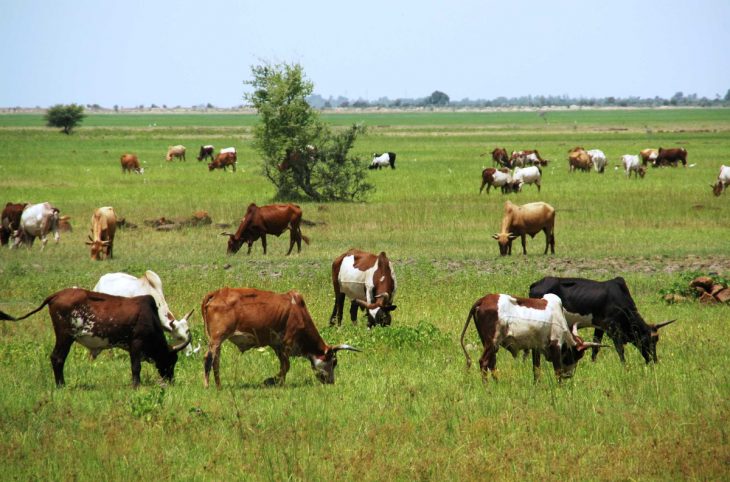 Agriculture et élevage, deux secteurs vitaux confrontés à des défis à Tominian