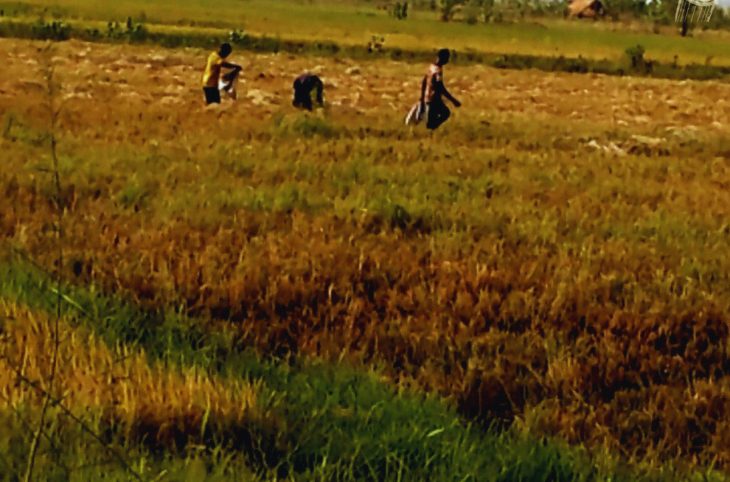 La récolte du riz contre saison en cours à Bafoulabé