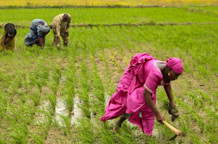 Koutiala : échange sur le bilan et le planning de la campagne agricole