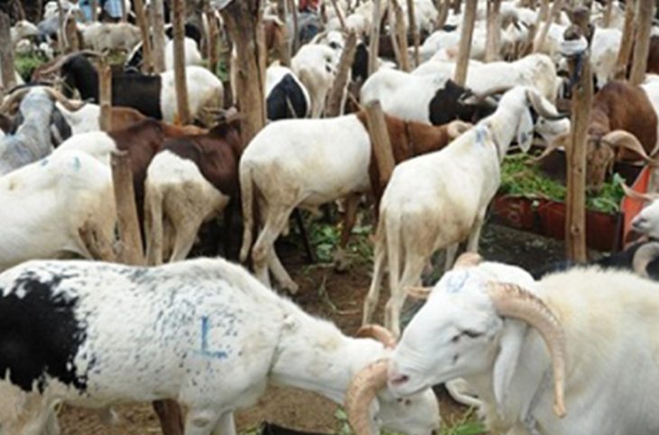 Mag/Économie : Pourquoi les moutons sont de plus en plus chers?