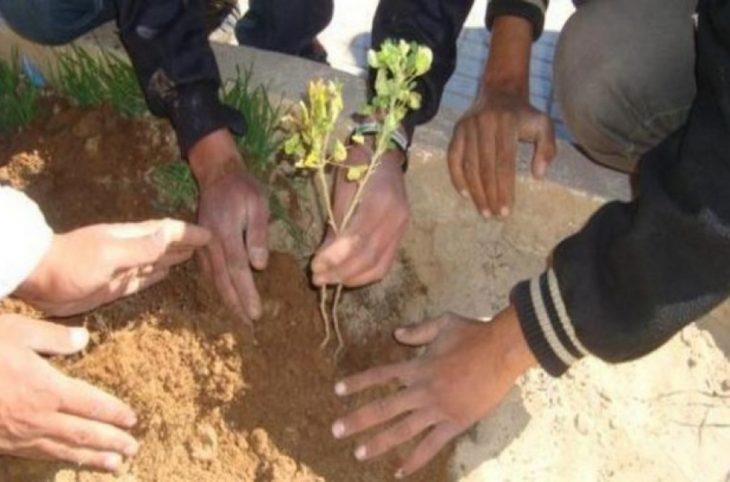 A San, des enfants ont planté des arbres