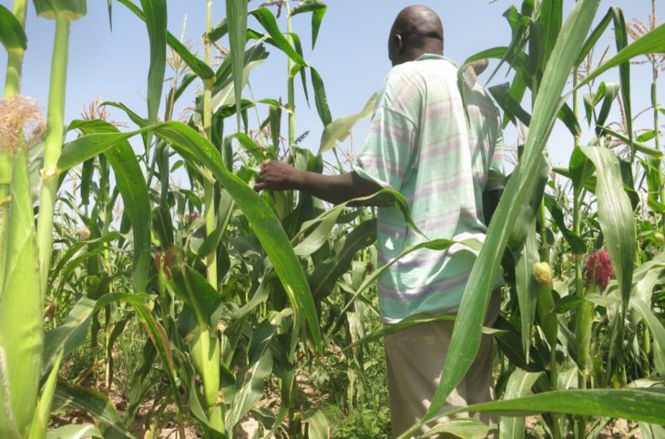 Bamako : qu'en est-il de l'interdiction des cultures hautes ?