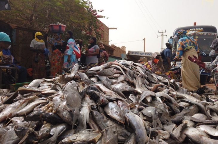 Mali : « les poissons n’ont plus de refuge pour pondre leurs œufs », déplorent des pêcheurs