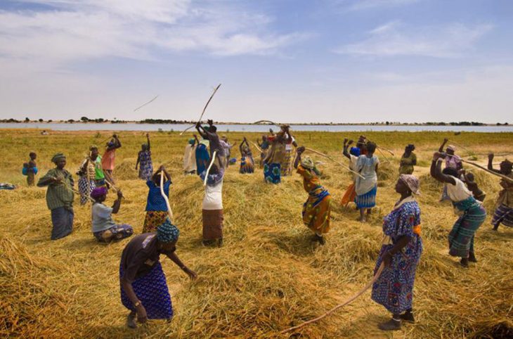 «Toutes les femmes du Mali» : Récolte des champs, le rôle des femmes est « essentiel »