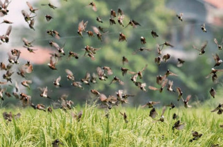 Kita, Bankass, Macina : oiseaux granivores et insectes causent d’énormes dégâts dans les champs