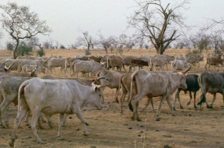 <strong>Des hommes armés enlèvent un troupeau de vaches à Ansongo</strong>