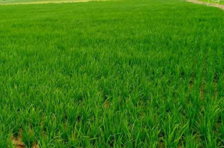 <strong>Le corps d'un agriculteur retrouvé dans son champ à Macina</strong>