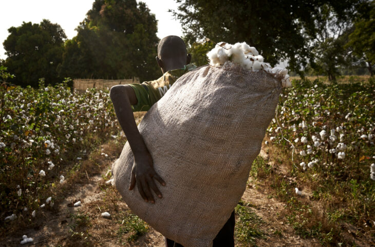 Le Mali relégué à la 3ème place des pays producteurs de coton en Afrique