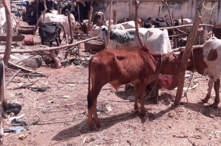 Santé animale : l’accès aux vétérinaires et l’efficacité des produits « restent difficiles » au Mali