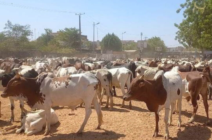 Macina : des bœufs emportés à Nenena et Folomana