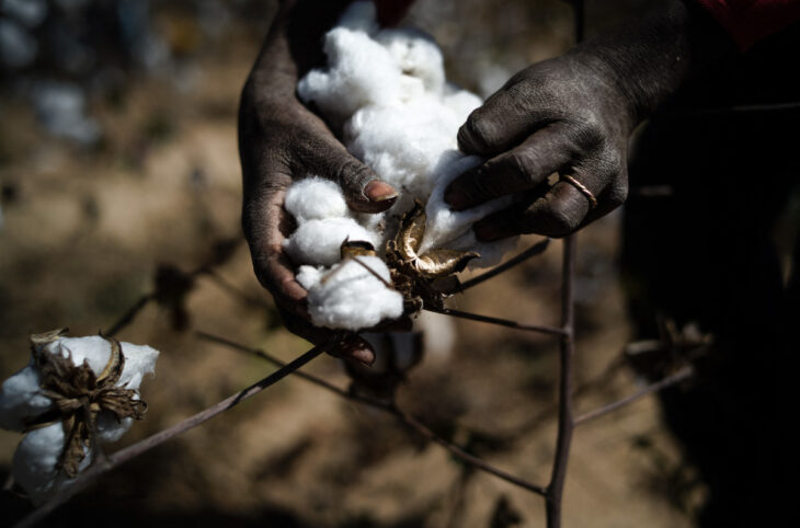 Campagne agricole : quand les annonces du gouvernement suscitent l'espoir des cotonculteurs