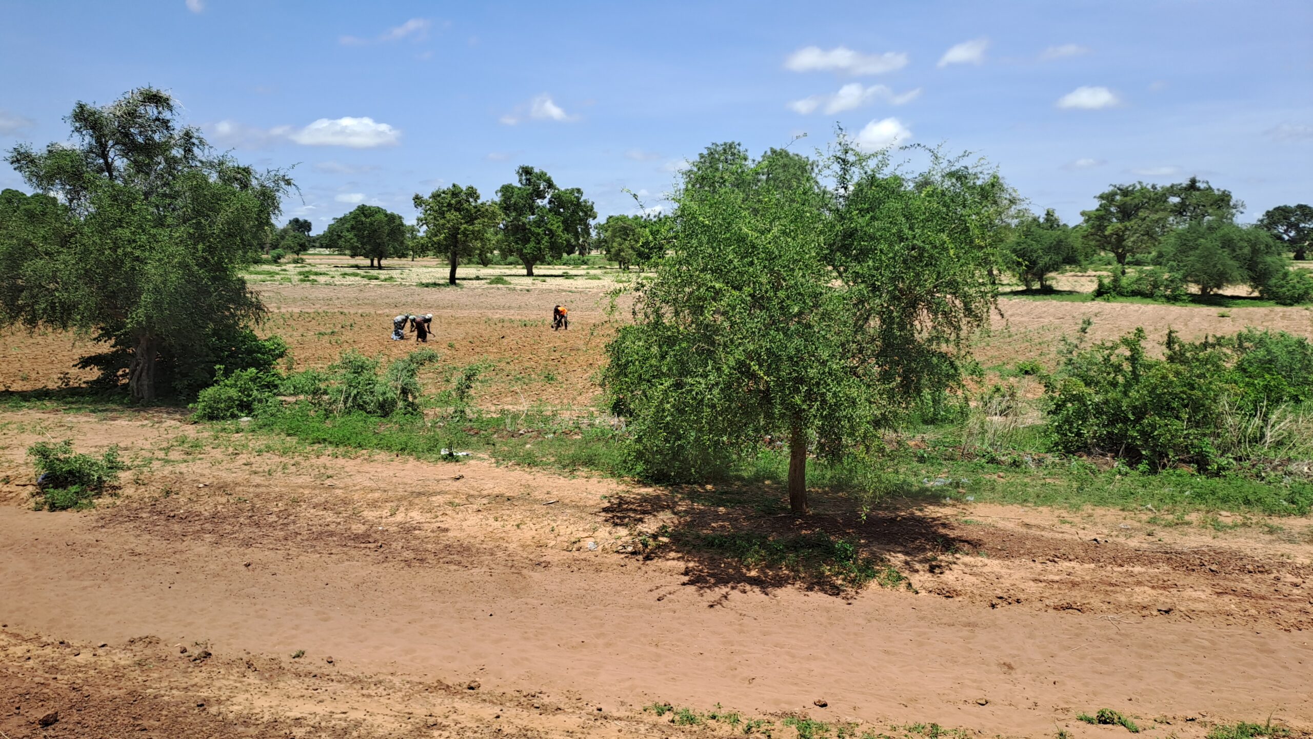 Campagne agricole : la rareté des pluies et l’accès difficile aux engrais inquiètent des jeunes