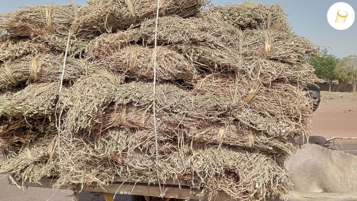 Le prix des bottes de fane d’arachides et de haricots en hausse à San