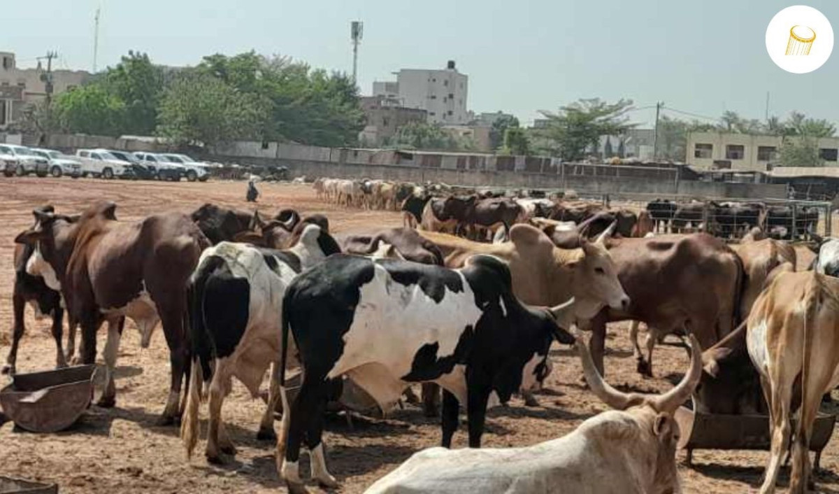 Vente promotionnelle de bovins : « du bétail à la portée de tous »