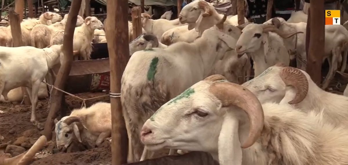 Tabaski : l’insécurité entrave l’approvisionnement du marché de bétail