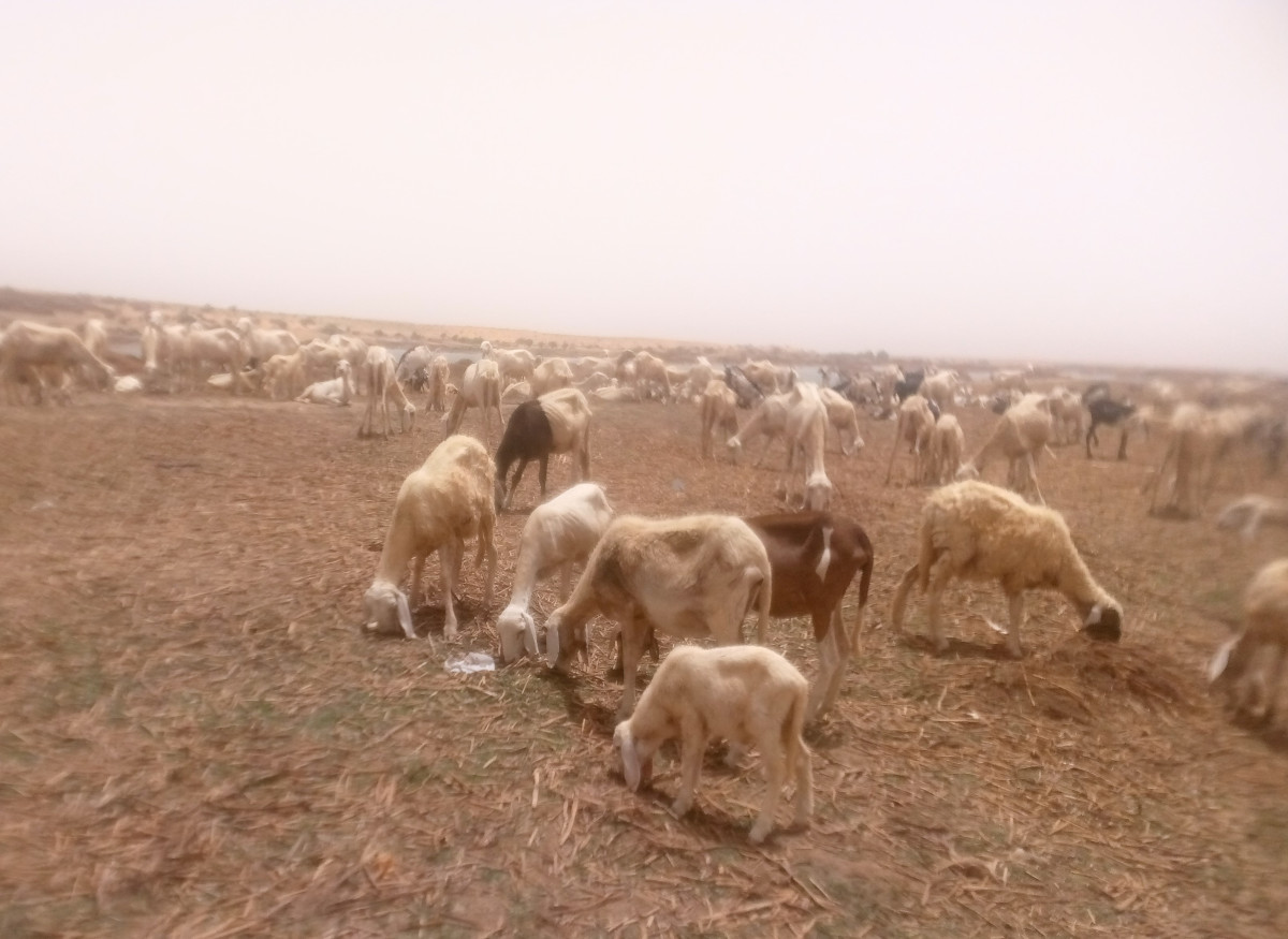 À Ansongo, des animaux récupérés par les FAMa