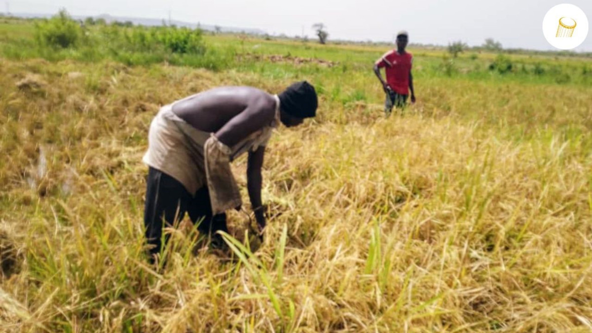 Bafoulabé : la récolte bat son plein à Djadjéfara