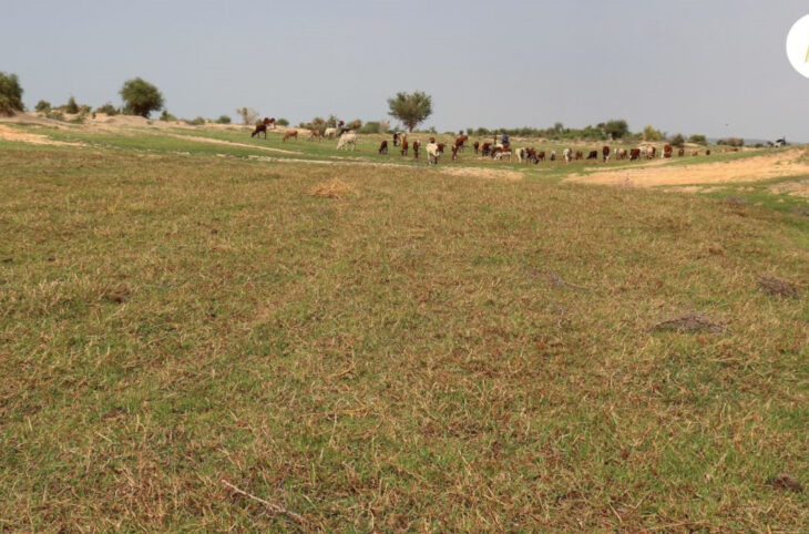 Pénurie d’herbe pour bétails à Goundam