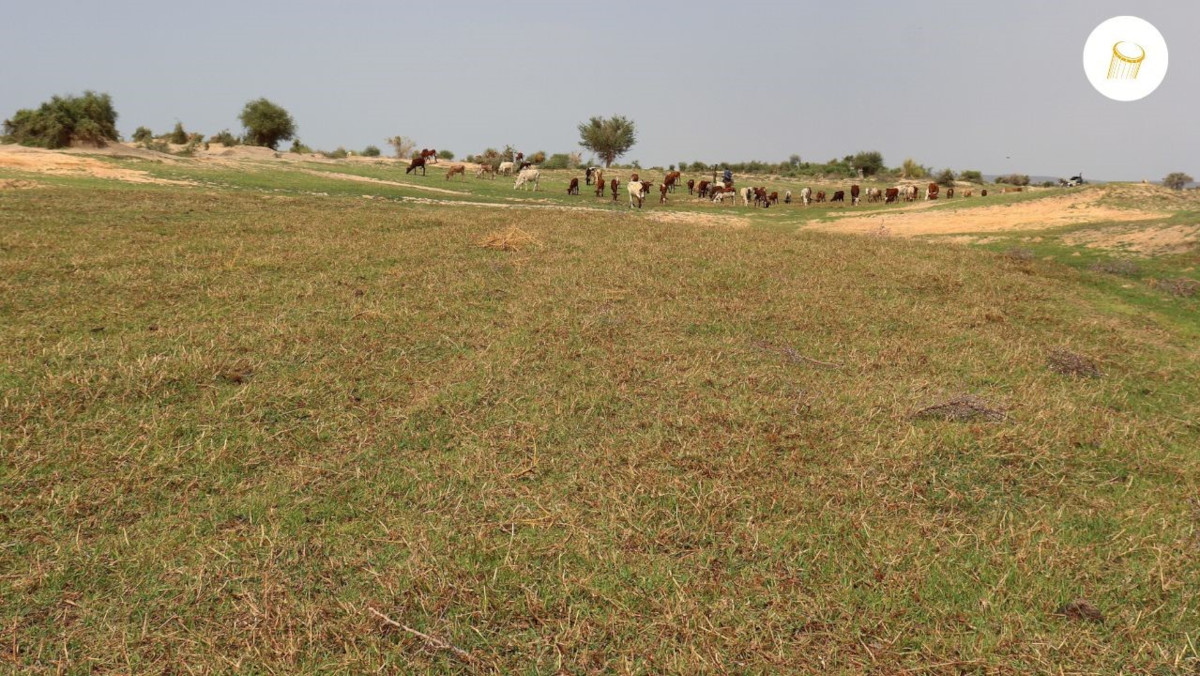 Pénurie d’herbe pour bétails à Goundam