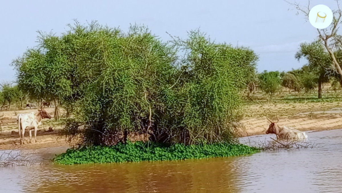 Des champs de mil inondés à Bankass