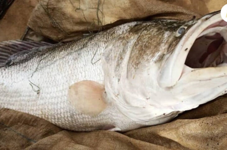 Un poisson de 45 kg pêché à Bourem