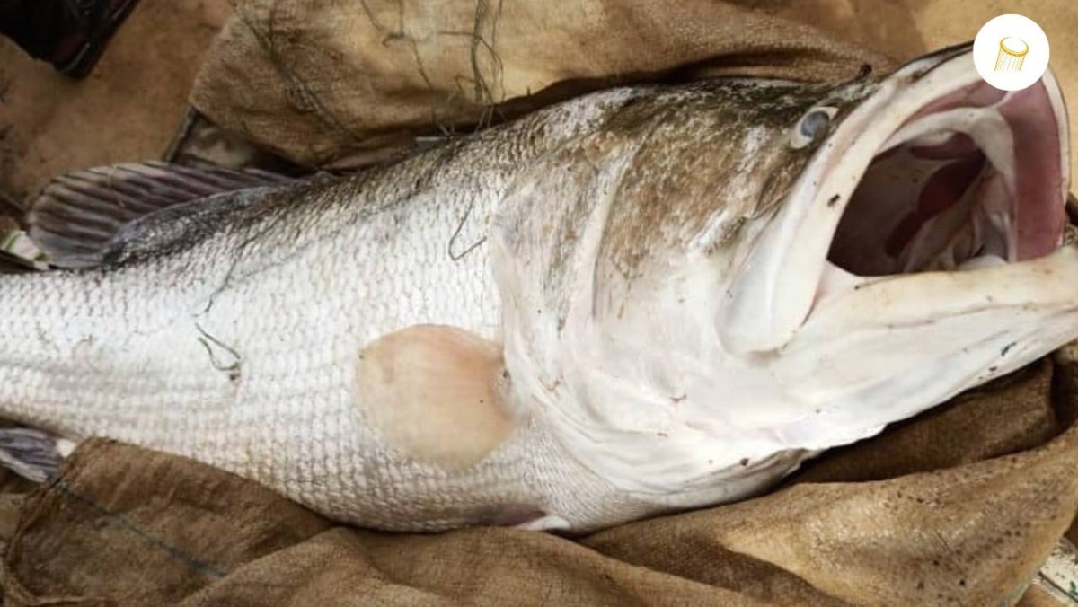 Un poisson de 45 kg pêché à Bourem