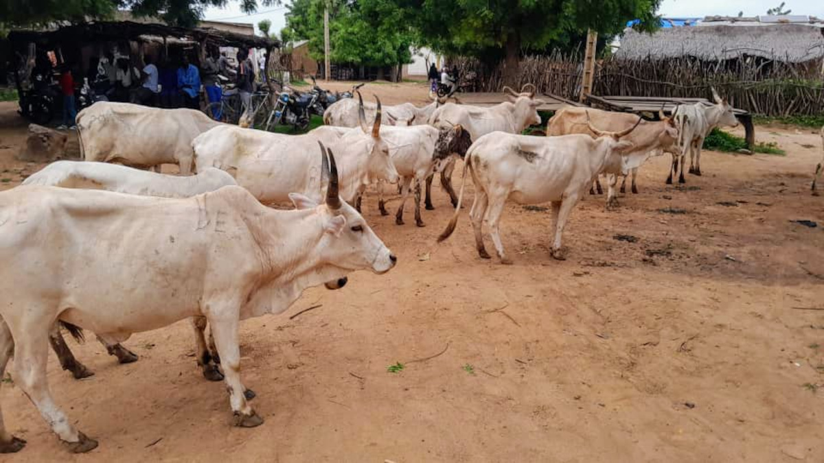 Du bétail volé, récupéré par des jeunes d’Oussoubidjangna