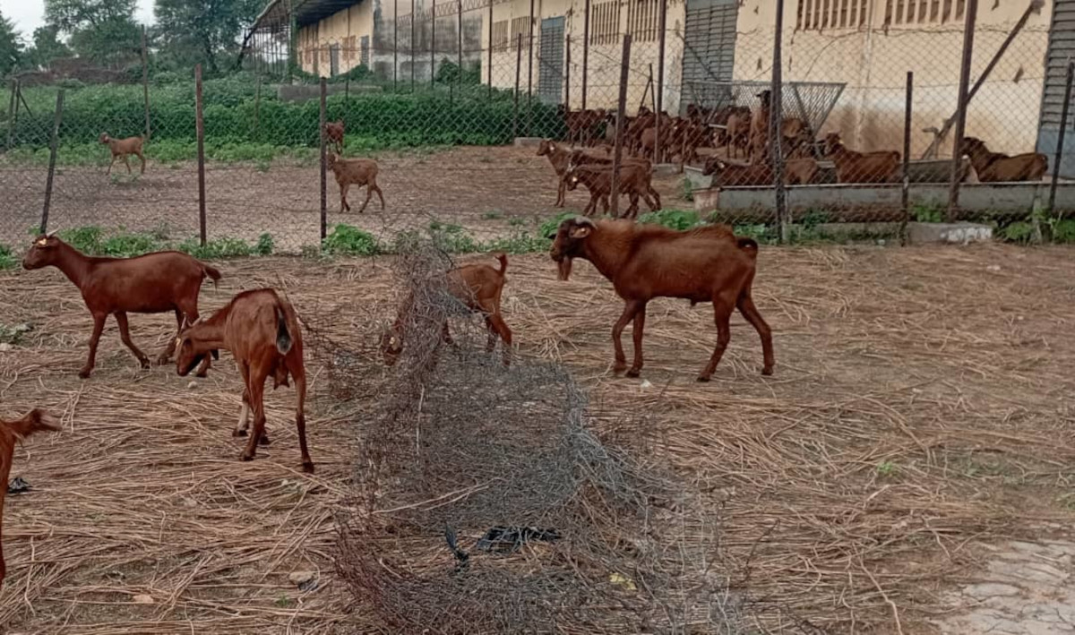 La chèvre rousse de Maradi ou « la vache du pauvre »