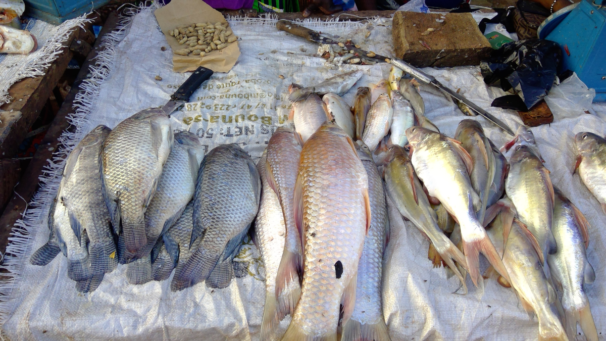 Koulikoro : les prix du poisson grimpent à cause de la montée des eaux