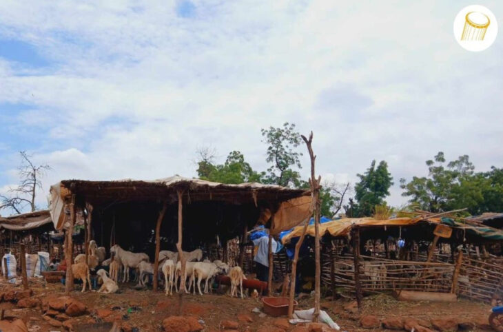 Compromis difficile autour de la délocalisation des marchés à bétail à Bamako