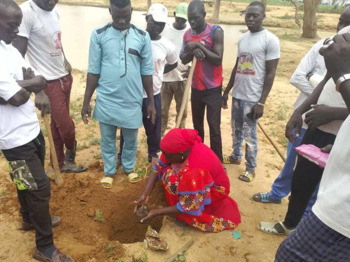 Plus de 200 arbres à Koro