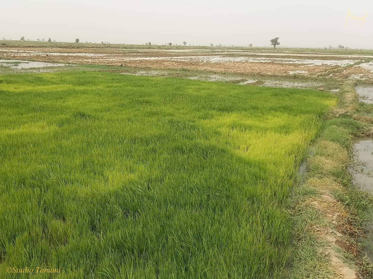 Campagne agricole : de bonnes récoltes en perspective dans l’office du Niger