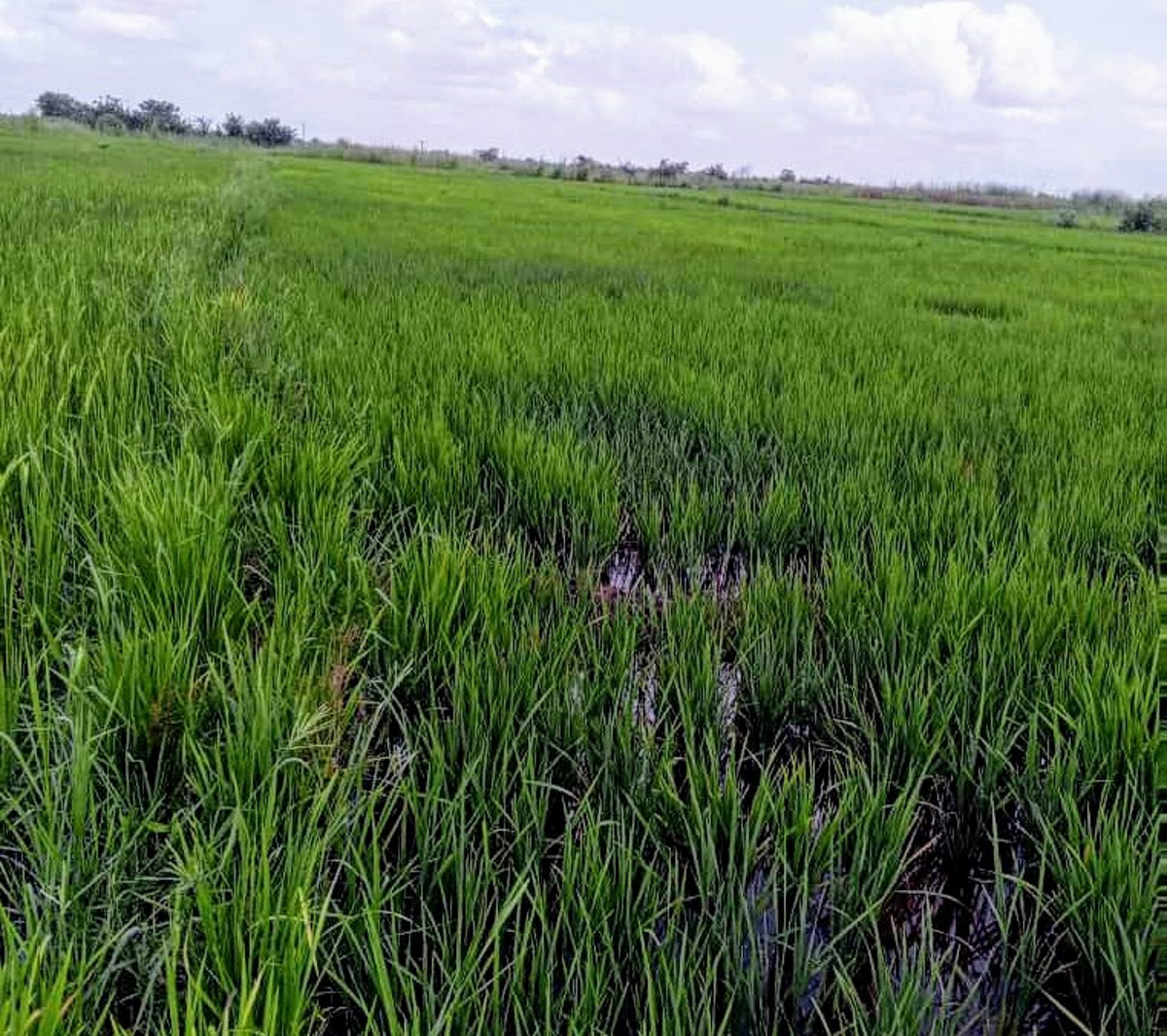 Démarrage de la récolte du riz à Mahina