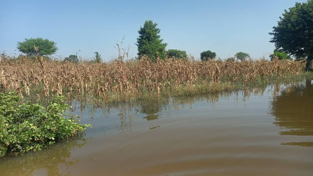 Inondations : plus de 1700 hectares engloutis par les eaux à San