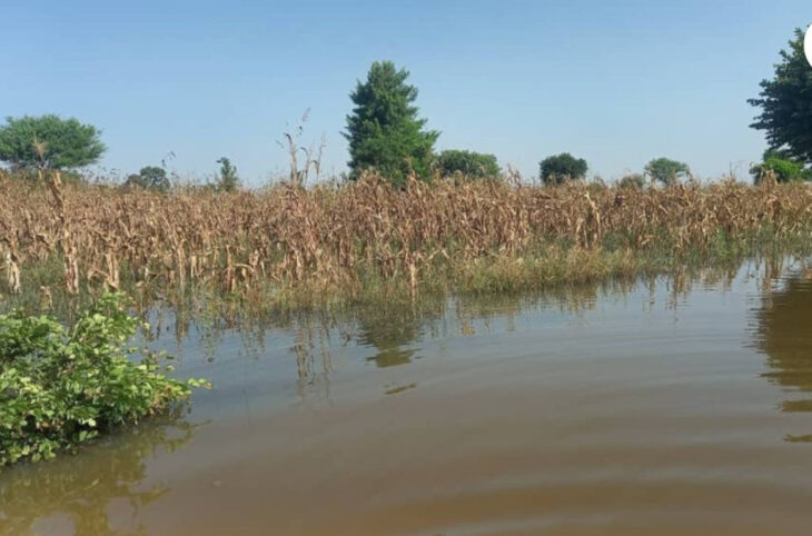 Inondations : plus de 45 000 hectares de champs détruits au Mali