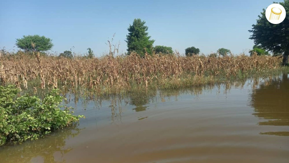 Inondations à Tonka : la jeunesse à la rescousse des champs rizicoles