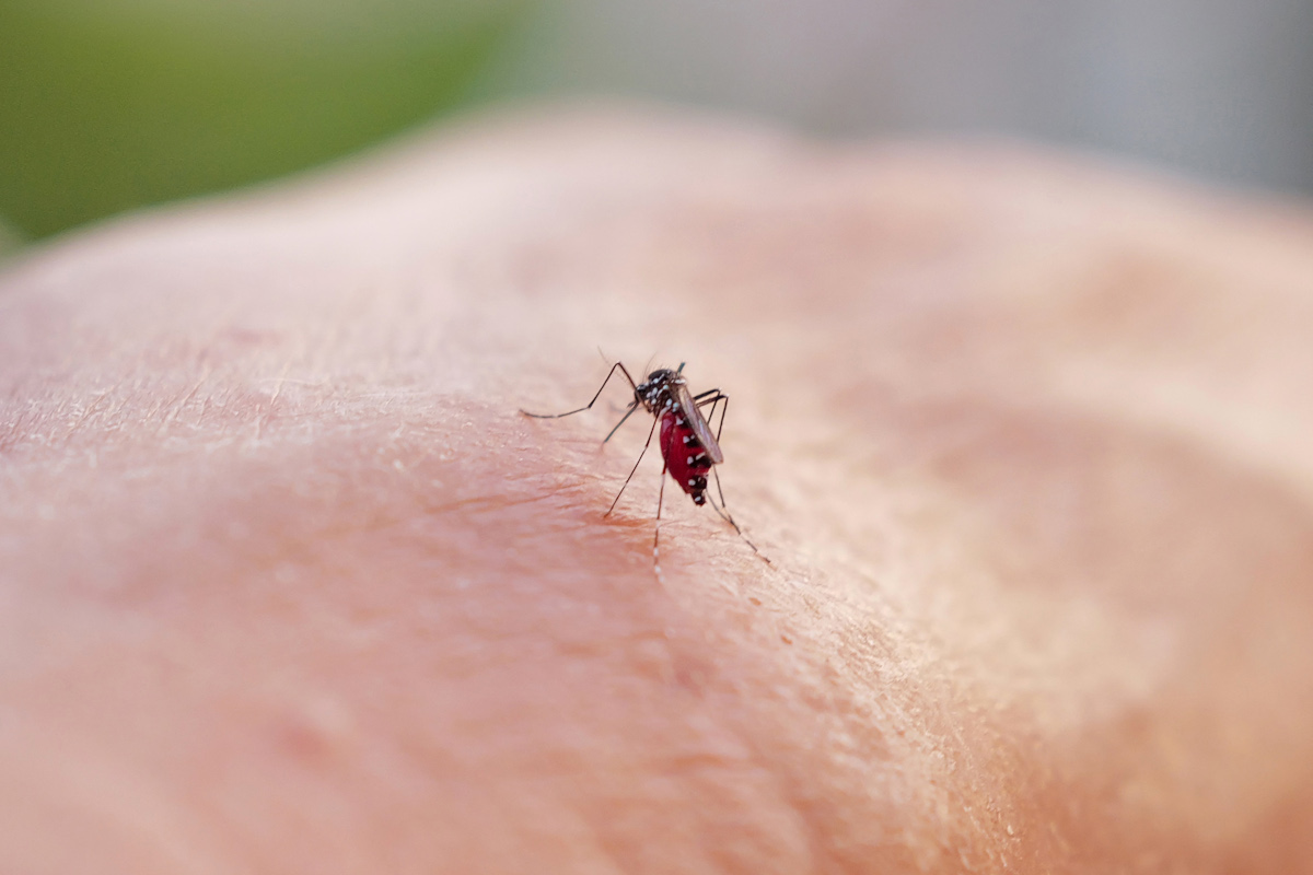 Dengue et covid 19, des maladies toujours surveillées dans le pays