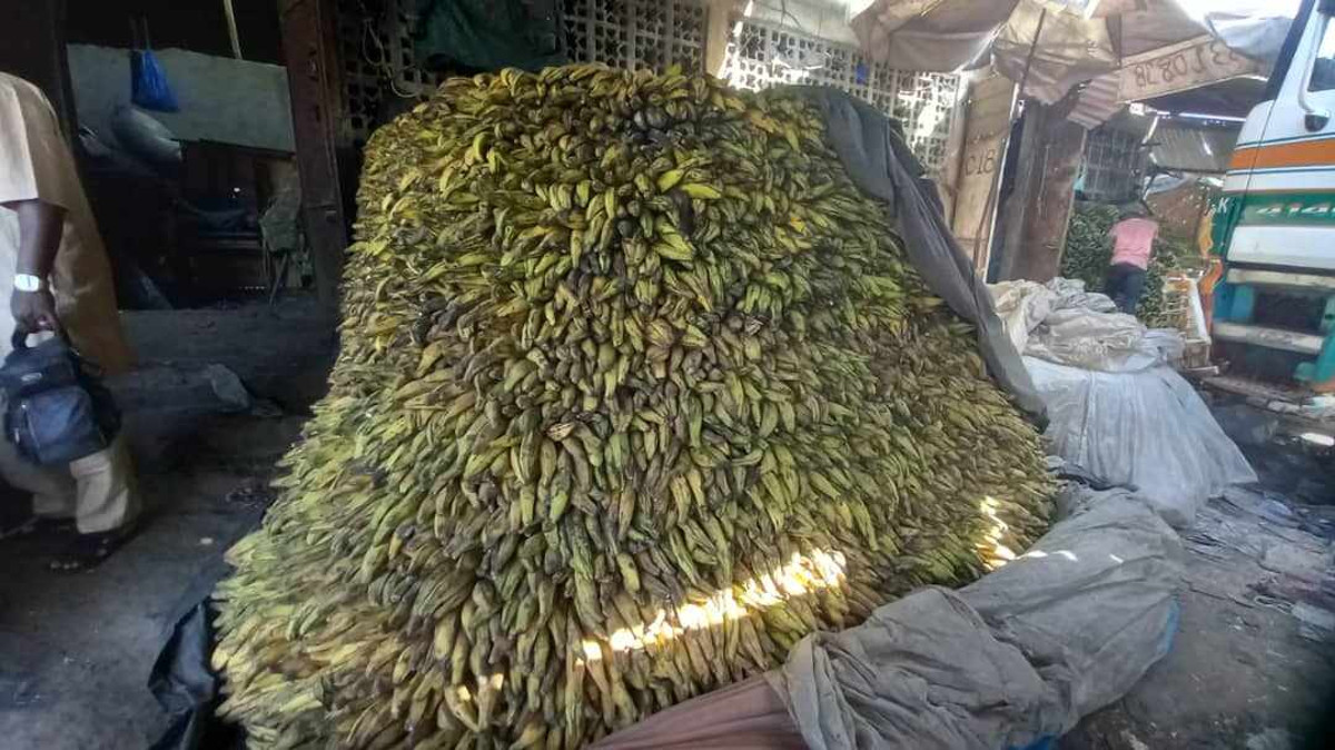 Banane plantain, un secteur prometteur