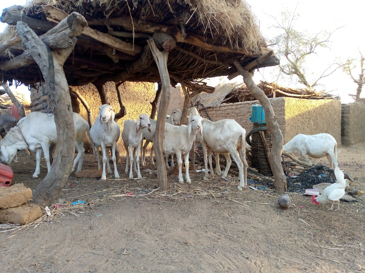 Vaccination des petits ruminants à Bankass