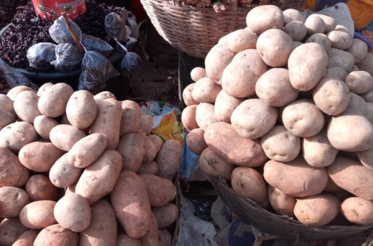 La future campagne de pomme de terre promet à Sikasso