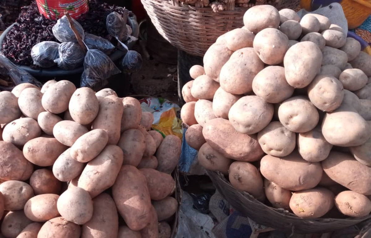 La future campagne de pomme de terre promet à Sikasso