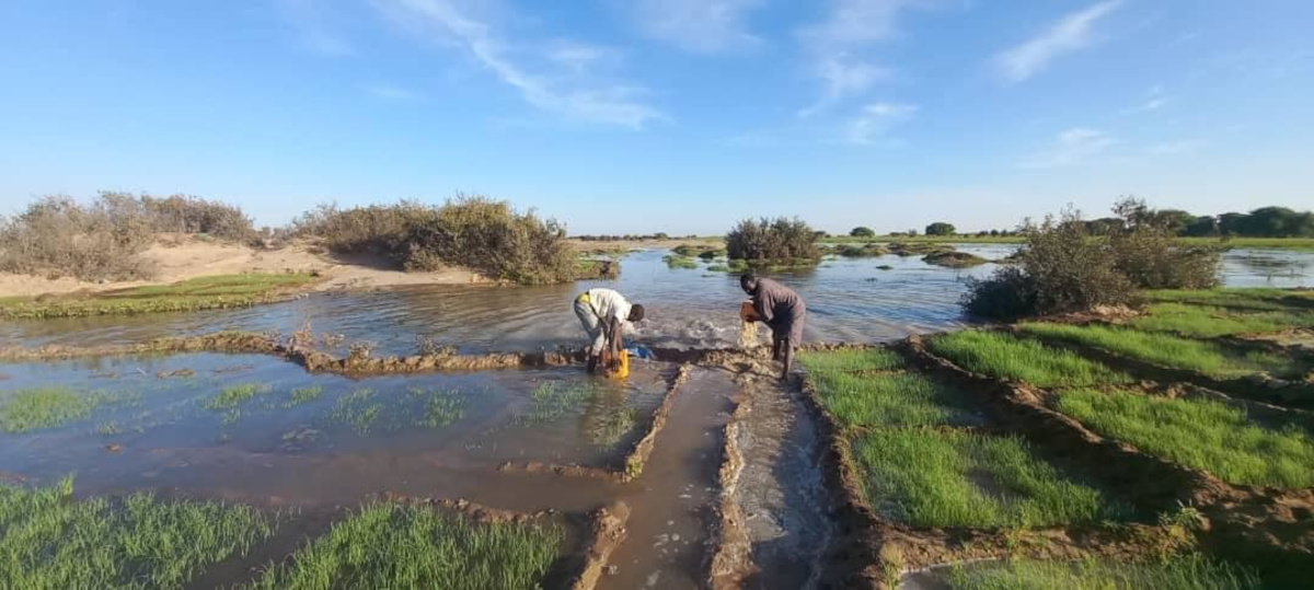 Niafunké : campagne agricole 2024-2025 menacée par la montée des eaux