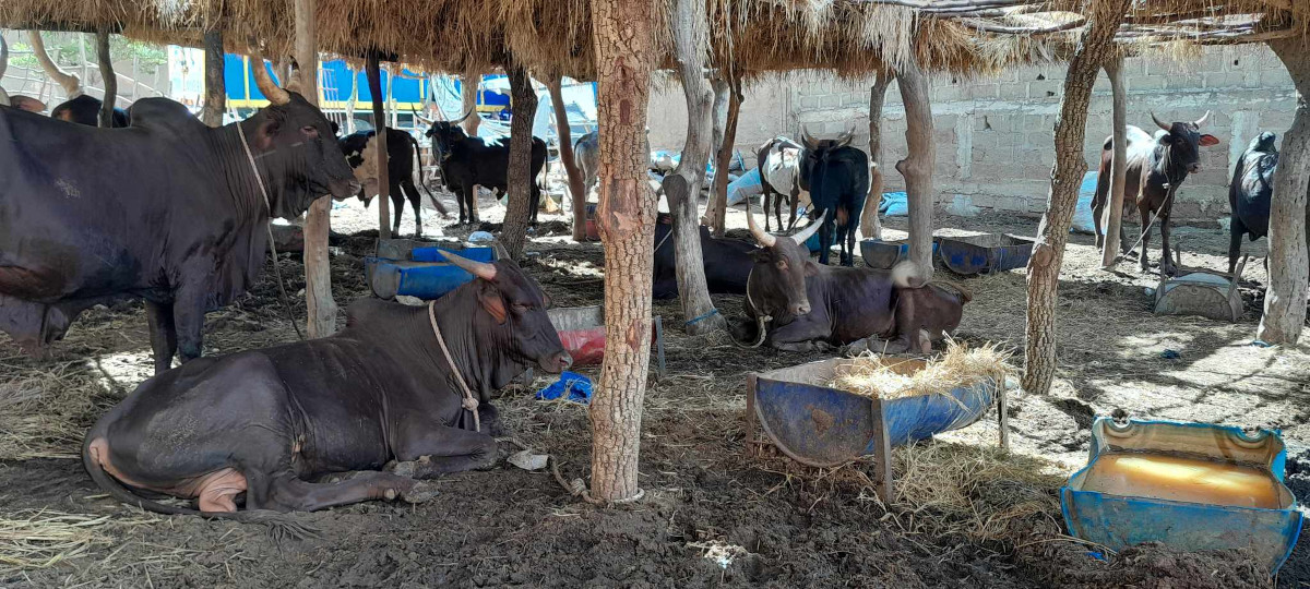 L’embouche bovine : un business rentable au Mali