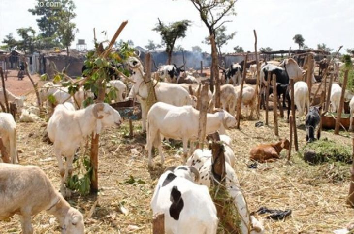 BAFOULABE : reprise des vols de bétail