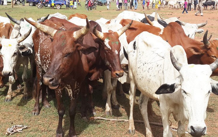 BANAMBA : le prix d'un taureau passe de 300 mille fcfa à 500 mille fcfa