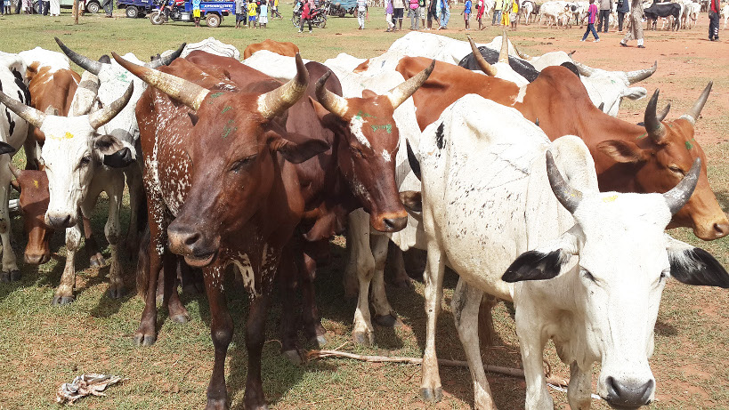 BANAMBA : le prix d’un taureau passe de 300 mille fcfa à 500 mille fcfa