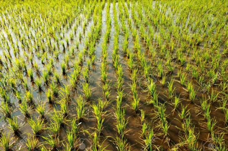 Campagne agricole 2019 : « le Mali va produire mieux qu’en 2018 » malgré « les difficultés »