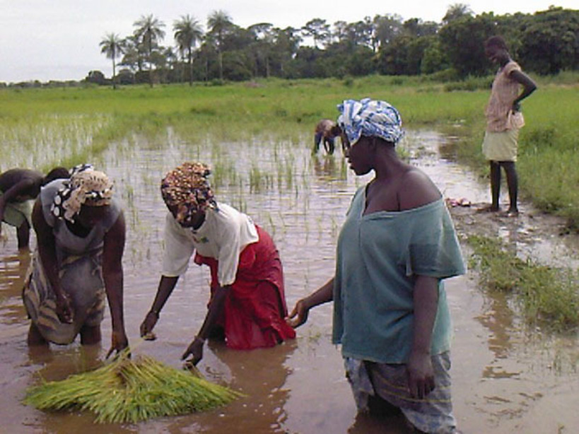 Transformation agro-alimentaire : les femmes de Kita dénoncent la méconnaissance des produits locaux par les autorités