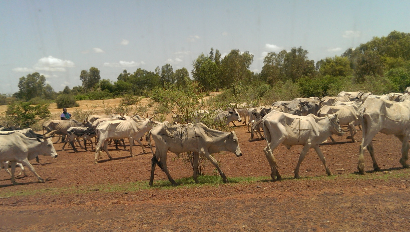 KOULIKORO : lancement d’un nouveau projet d’appui au développement de l’élevage