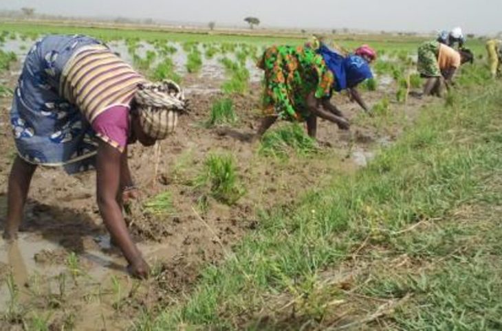 Macina : débats autour de  l'accès des femmes à la terre